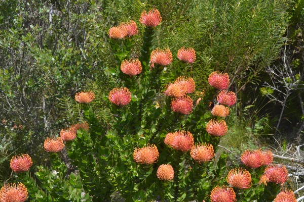 Proteas in the wild...