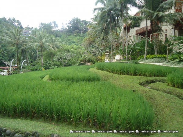 O hotel rodeado por arrozais <3
