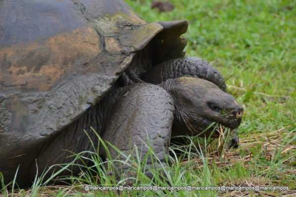 ... e as famosas tartarugas de Galápagos são passeios dos hóspedes antes mesmo de fazer check in no hotel