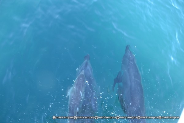 Golfinhos nos acompanhando num dos passeios <3