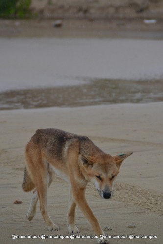 Dingo visto de pertinho em plena praia