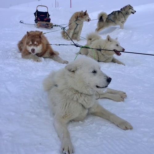 Dog sledding é uma das opções para quem não quer esquiar - e tem também snowshoeing, snowtubing etc