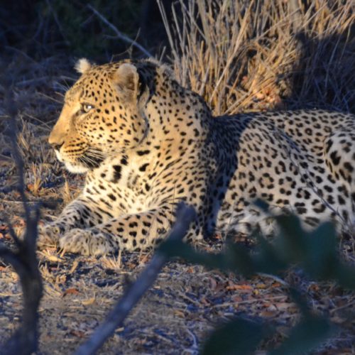 Leopardo: geralmente a gente só chega nele com um bom tracker