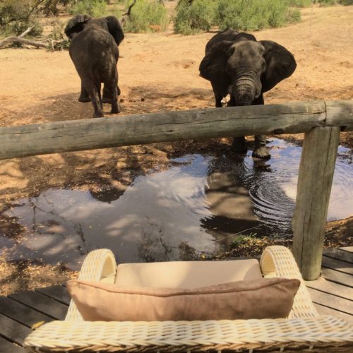 Elefantes bebendo água quase grudados na varanda do Tintswalo