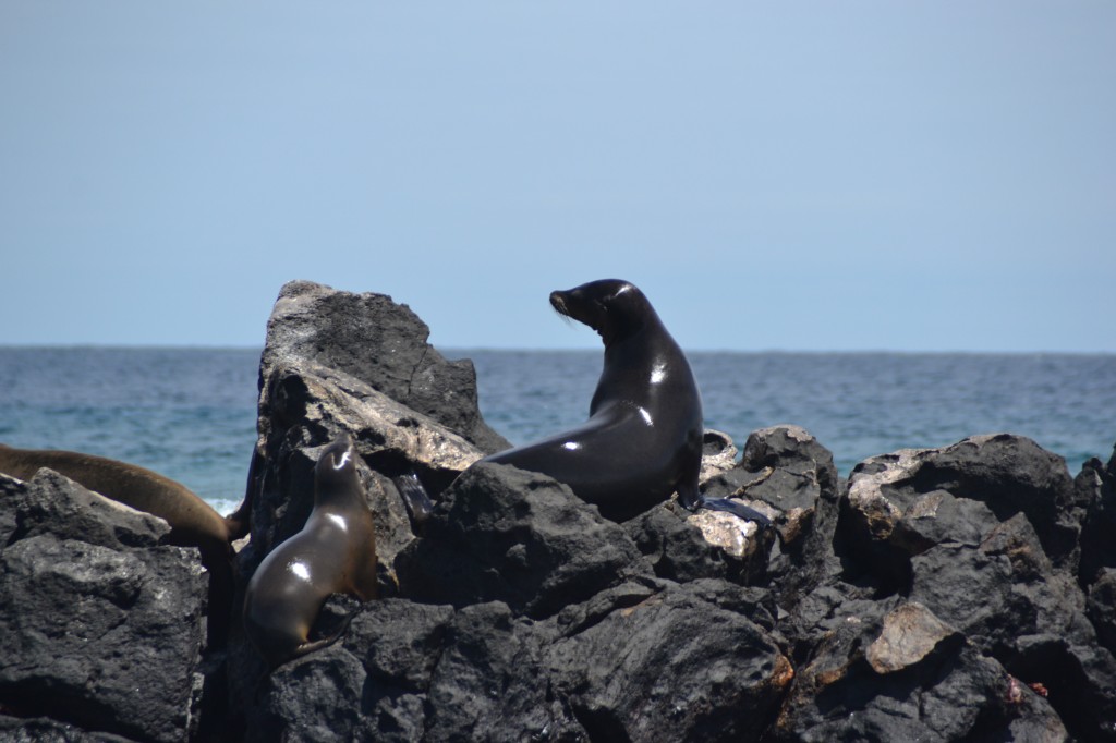 Galápagos